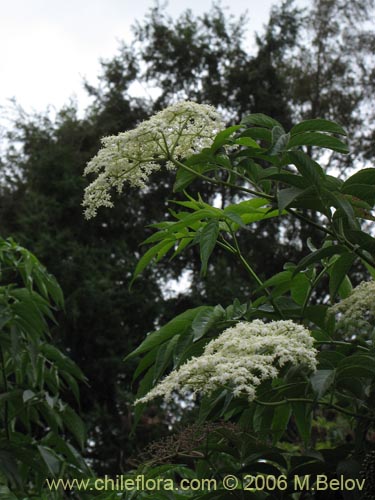 Imágen de Sambucus nigra (Sauco). Haga un clic para aumentar parte de imágen.